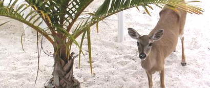 Big Pine Key Deer